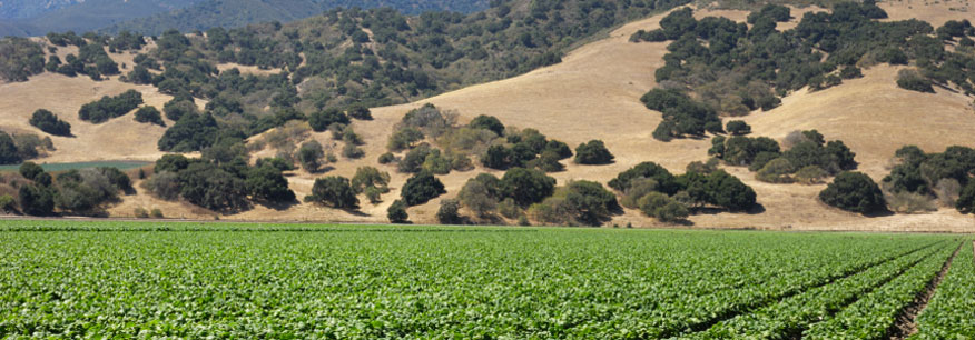 Spinach Fields