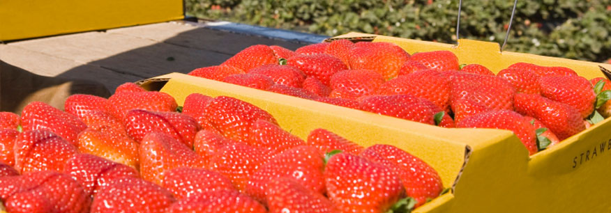 Strawberries